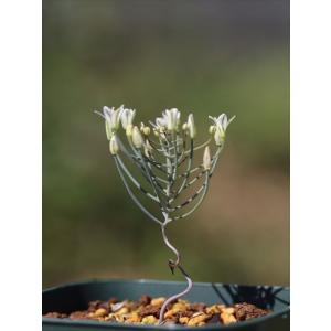 Eriospermum spirale/エリオスペルマム・スピラレ