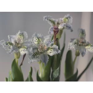 Cyrtanthus spiralis/キルタンサス・スピラリス : 大木ナーサリー