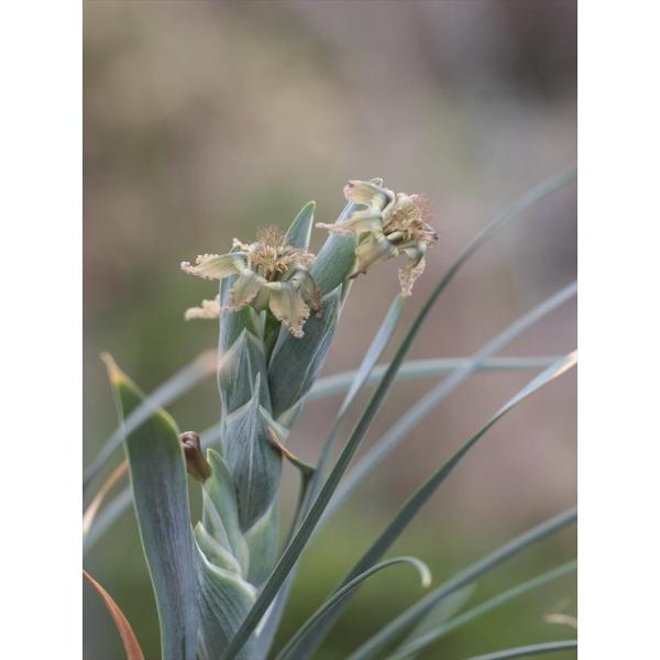 Ferraria longa/フェラリア・ロンガ