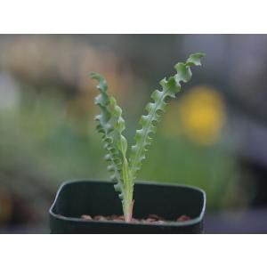 Freesia viridis ssp. crispifolia /フリージア・ヴィリディス・クリスピフォリア｜ohgi-nursery