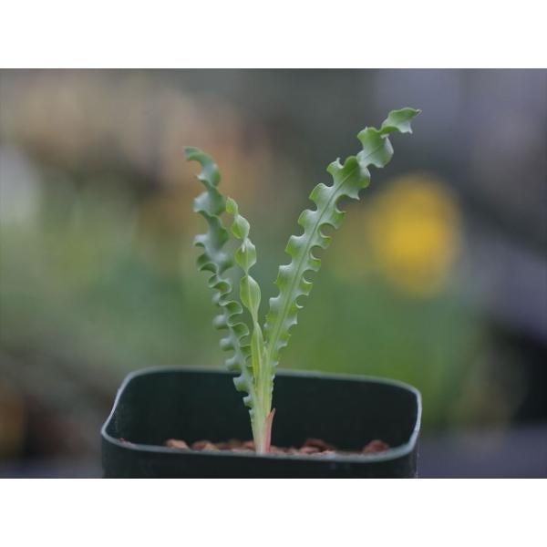 Freesia viridis ssp. crispifolia /フリージア・ヴィリディス・クリス...