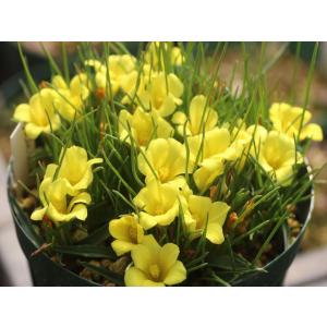 ピンクノスタルジアセミダブル : 大木ナーサリー - 通販 - Yahoo