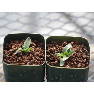 Senecio oxyriifolius/セネシオ・オキシリフォリウス : 大木ナーサリー