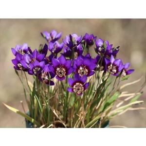 ピンクノスタルジアセミダブル : 大木ナーサリー - 通販 - Yahoo