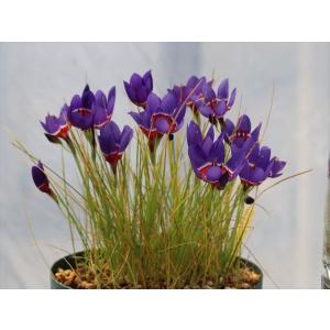 クリスマスローズ 原種 チベタヌス 3年生実生苗（甘粛省）H