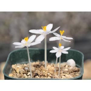 ゲチリス・グランディフローラ(Gethyllis grandiflora)の種子 : 多肉