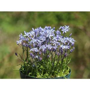 ゲチリス・グランディフローラ(Gethyllis grandiflora)の種子 : 多肉