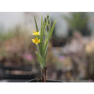 Othonna macrosperma/オトンナ・マクロスペルマ : 大木ナーサリー