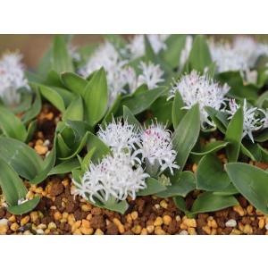 コレクション現地球 オトンナ マクロスペルマ 中株 Othonna macrosperma/オトンナ・マクロスペルマ : 大木ナーサリー