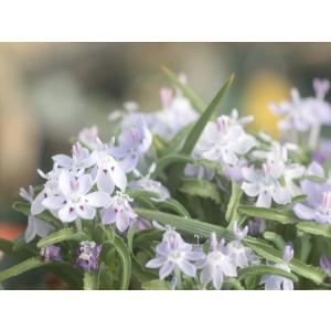 クレマチス・コアクチリス4 : 大木ナーサリー - 通販 - Yahoo!ショッピング