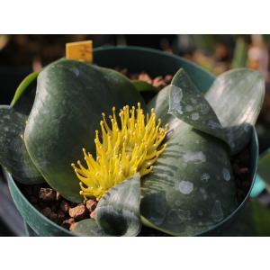 ムルチ系ヒデコートダブル : 大木ナーサリー - 通販 - Yahoo!ショッピング