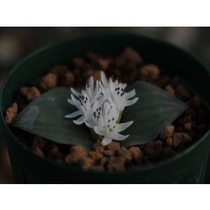 Massonia jasminiflora/マッソニア・ヤスミニフロラ｜ohgi-nursery