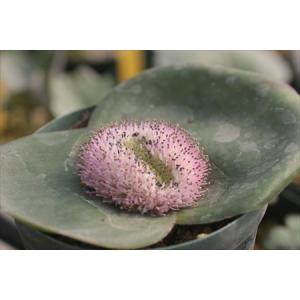 大木ナーサリー - Yahoo!ショッピング