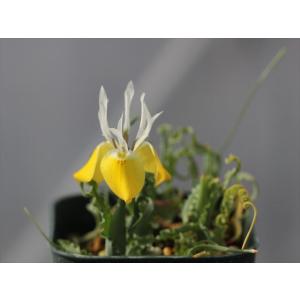 Moraea macronyx Komsberg...の商品画像