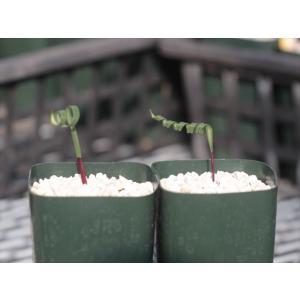Moraea pritzeliana/モラエア...の詳細画像1
