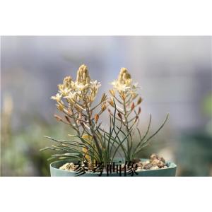 ムルチ系ヒデコートダブル : 大木ナーサリー - 通販 - Yahoo!ショッピング