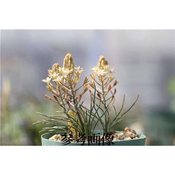 Ornithogalum adseptentrionesvergentulum/オーニソガラム・アド...