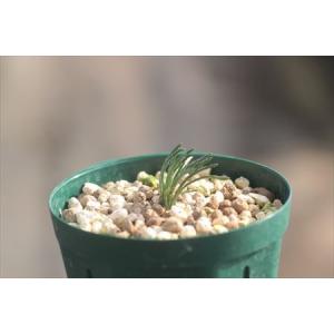 Ornithogalum adseptentr...の詳細画像1