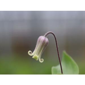 クレマチス・オクロレウカ2