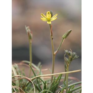 Ornithogalum albucoides/オーニソガラム・アルブコイデス｜ohgi-nursery