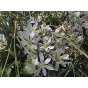 Ornithogalum sp. Bosnia/オーニソガラム未同定種ボスニア産｜ohgi-nursery