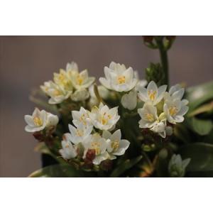 オーニソガラム球根の商品一覧 通販 Yahoo ショッピング