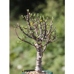 ケラリア ピグマエア 雄雌セット : 多肉植物のお店 彩香 Yahoo!店