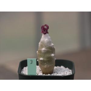 Othonna cremnophila pink leaf form/オトンナ・クレムノフィラ ピンクリーフフォーム3｜ohgi-nursery