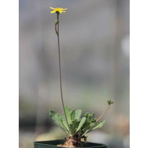 ① 良形 Othonna pygmaea オトンナ ピグマエア 実生 Othonna pygmaea/オトンナ・ピグマエア : 大木ナーサリー - 通販