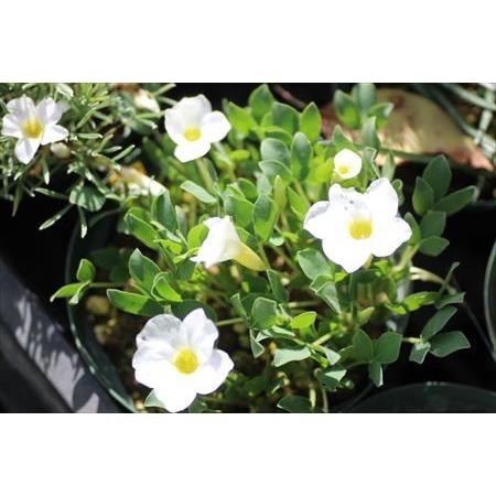 Oxalis adenodes/オキザリス・アデノデス