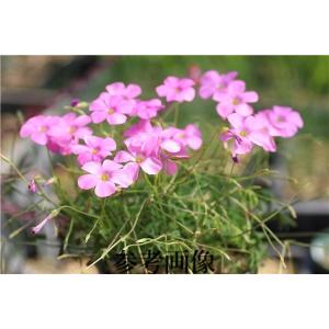 Oxalis stellata/オキザリス・ステラータ｜ohgi-nursery