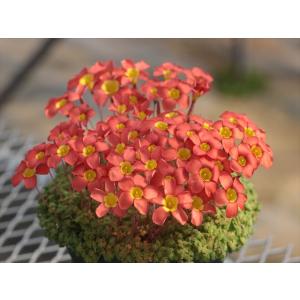 Oxalis inaequalis/オキザリス・...の商品画像