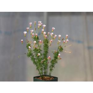 Oxalis tenuifolia/オキザリス・テヌイフォリア
