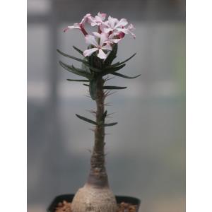 Pachypodium succulentum/パキポディウム・サキュレンタム