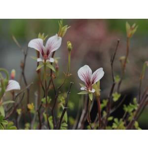 Pelargonium praemorsum ssp. praemorsum/ペラルゴニウム・プラエモルスム｜ohgi-nursery