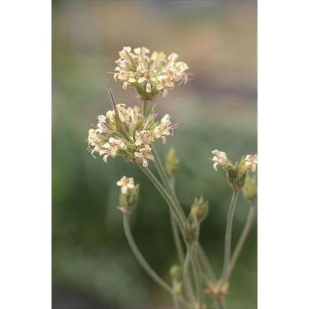 Pelargonium aciculatum/ペラルゴニウム・アキクラツム