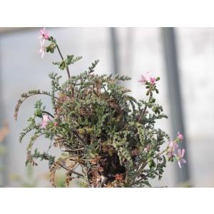 Pelargonium crassipes/ペラルゴニウム・クラシペス