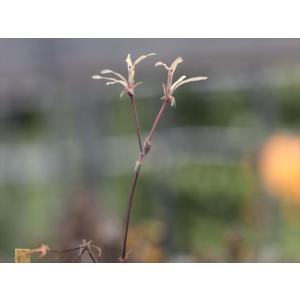 大木ナーサリー - Yahoo!ショッピング