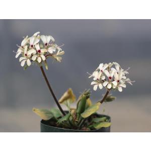 多肉植物：ペラルゴニウム コルツシフォリウム*幹幅1.5cm : 遊恵盆栽