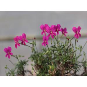 Pelargonium sericifolium/ペラルゴニウム・セリキフォリウム