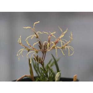 大木ナーサリー - Yahoo!ショッピング