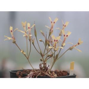 Pelargonium fissifolium A/ペラルゴニウム・フィシフォリウムＡタイプ｜ohgi-nursery