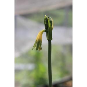 Phaedranassa viridiflora/ファエドラナッサ・ヴィリディフローラ