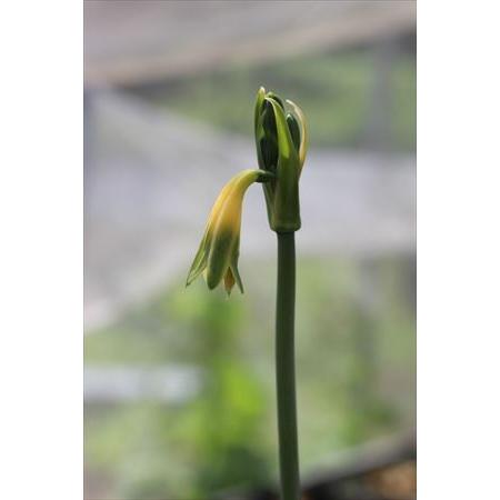 Phaedranassa viridiflora/ファエドラナッサ・ヴィリディフローラ