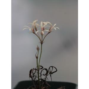 Pelargonium longifolium ex. SW Worcester/ペラルゴニウム・ロンギフォリウム｜ohgi-nursery