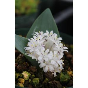 大木ナーサリー - Yahoo!ショッピング