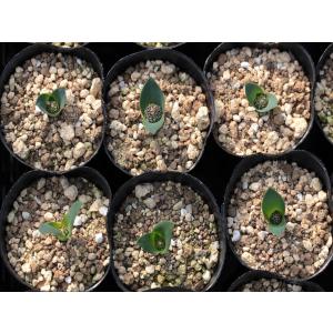Polyxena ensifolia ssp....の詳細画像1