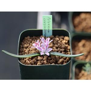 大木ナーサリー - Yahoo!ショッピング