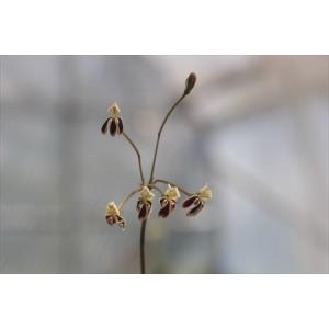 Pelargonium pulverulentu...の商品画像