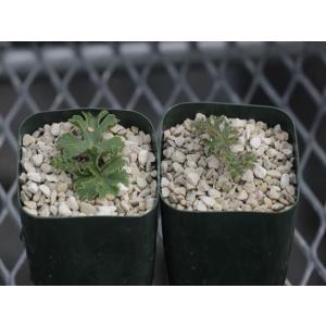 Pelargonium pulverulent...の詳細画像1